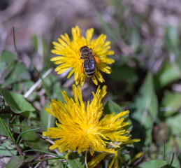 Spring season. Blossom flowers in the garden. Sunny day.
