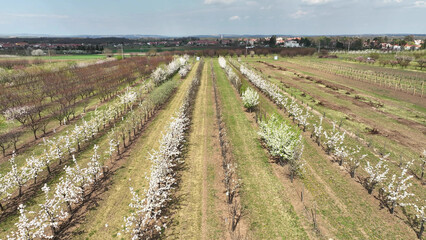 Fototapeta na wymiar Plum orchard bloomed cherry trees Prunus domestica spring garden drone aerial above blooming farm bio organic farming orchard white bloom wood, Sustainable development ecology agriculture Czech