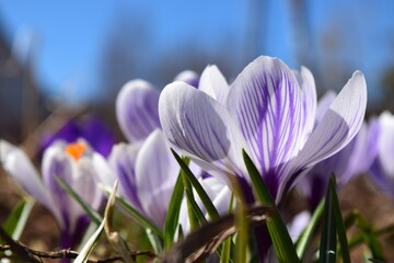 White and purple veins crocus flowers on bright blue sky background. Beautiful early spring seasonal photography bokeh effect.