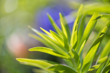 Spring season. Blossom flowers in the garden. Sunny day.