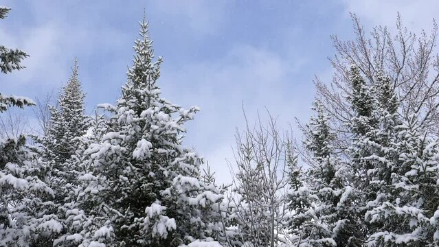 Magical snow scene. Big snowflakes falling with blue sky and conifers. Winter in Ontario, Canada.