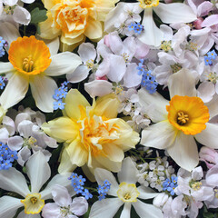 Naklejka na ściany i meble daffodils, inflorescences of forget-me-nots, apple trees, cherry.