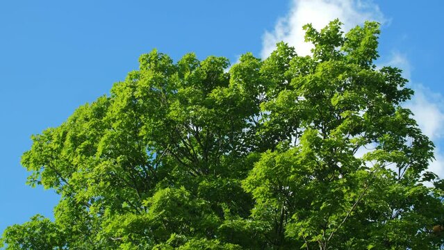 Early summer maple tree with fresh green leaves. Shot at 60 fps and rendered at 30 fps, half speed 4K clip.