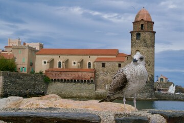 Seagull in front of a church