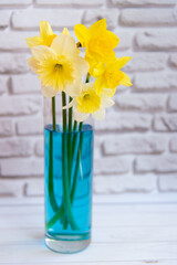Fresh yellow daffodils in glass vase with blue water. White brick wall, wooden table. Vertical photo, selective focus. Ukraine colors