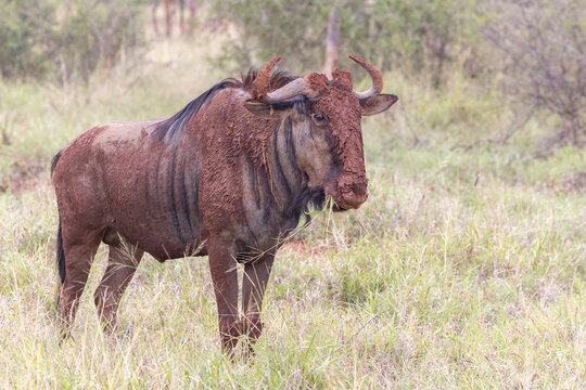 Gnu mit Schlamm, wildebeest with mud