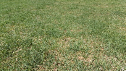 pasto verde © MarcoAntonio