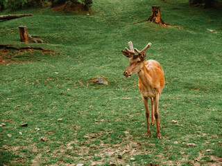 deer in the forest in nature