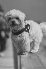 Perro bichon maltes disfrutando en la playa de oropesa españa