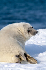 White seal baby. Turn and look at the camera. White snow in the background.