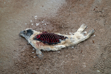Dead seal baby by the sea. Bloody ribs are visible.