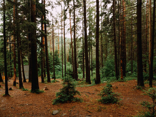 deep carpathian forest in summer