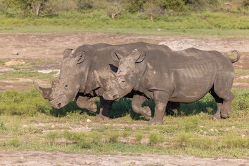Breitmaul Nashörner laufen synchron - White Rhinos walking together