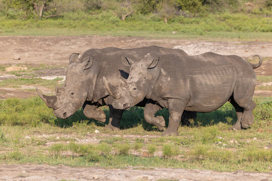 Breitmaul Nash&ouml;rner laufen synchron - White Rhinos walking together
