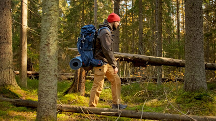 Young Unshaven Tourist in Red hat With Tourist Equipment and Blue Hiking Bag is Walking Through Sunny Summer Coniferous Forest With Tall Trees, Climbing Over Fallen Tree on Way. Travel in Forest Park.