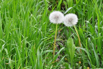 A couple of dandelions on a green lawn. Spring day. The concept of love, friendship, trust and loyalty.