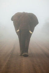 Fototapeta na wymiar Elefant im Nebel - Elephant in the mist 