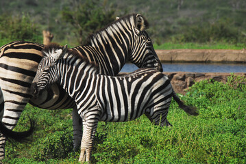 Africa- Wildlife- Close Up of a Wild Mother Zebra Standing With Her Young Colt