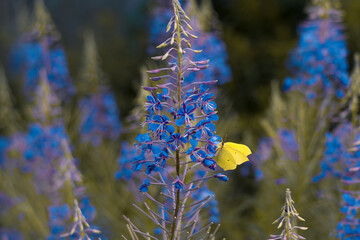 butterfly in the meadow © Robert