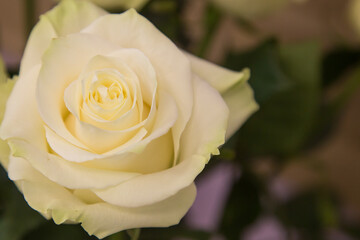 macro photography of a yellow rose flower. Flowers background. Natural background