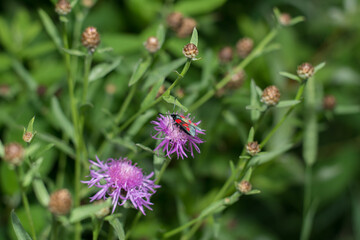 insect in the meadow © Robert