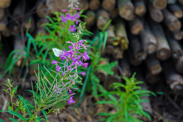 Butterfly © Robert
