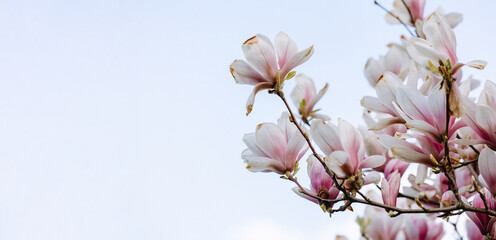 Isolated branch of flowering magnolia in the blue sky. Beautiful blooming magnolia flowers in the city park in spring. Spring background