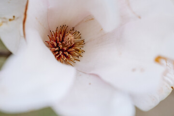 Close up of blooming pink magnolia flowers. Spring background. Beautiful blooming magnolia flowers...