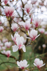 Beautiful blooming magnolia flowers in the city park in spring. Close up of blooming pink magnolia flowers. Spring background.