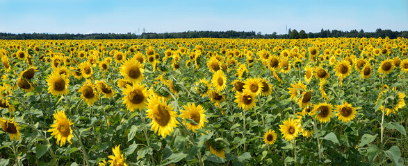 blooming sunflower field panorama