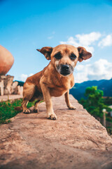 Pasisajes de yunga y selva