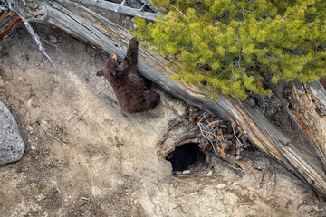 A bear cub plays outside of its den on a warm spring day at Yellowstone National Park © Rob Schultz