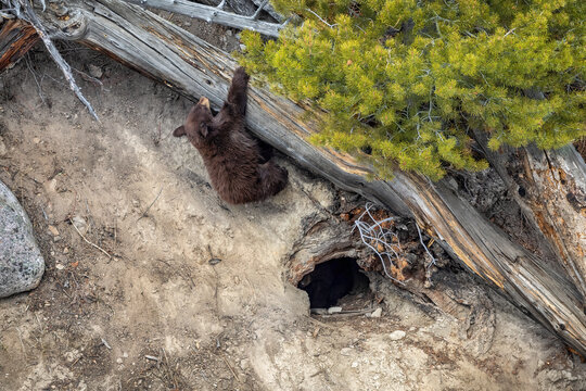 A bear cub plays outside of its den on a warm spring day at Yellowstone National Park