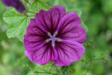 FU 2021-07-27 Blumen 11 Blick aus der Nähe auf eine lila Blüte