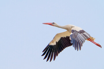 Obraz premium Der Weißstorch (Ciconia ciconia), auch Klapperstorch genannt