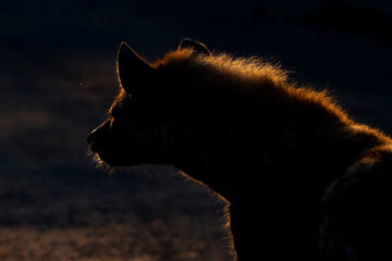 Hyäne im Morgenlicht - Heyne at sunrise