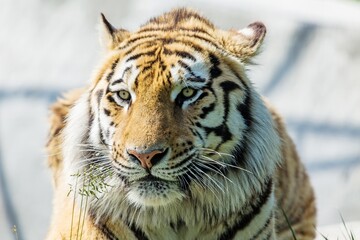 Fototapeta na wymiar Bengal Tiger