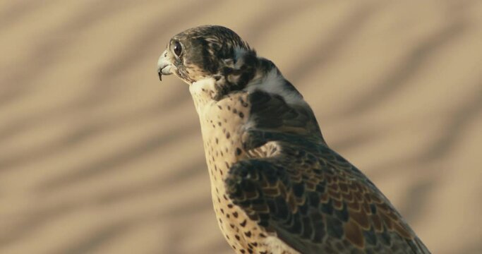 Falcon in the sand