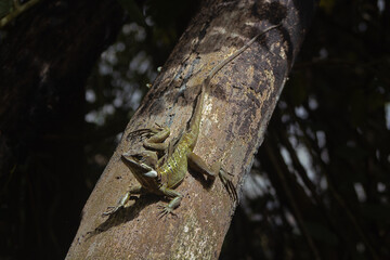 lizard on a tree