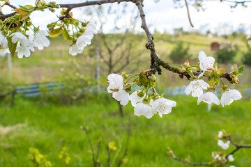 Blooming apricot, apple, pear, cherry tree at spring, pink white flowers plant blossom on branch macro in garden backyard in sunny day close up. nature beautiful landscape