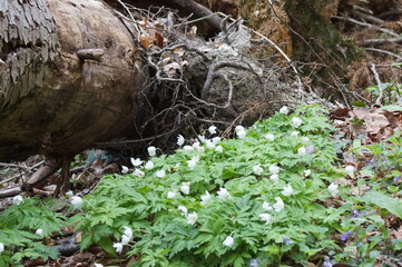 Pflanzen und Blumen auf einer Wiese und im Sonnenuntergang