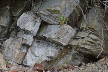 Steine,Bäume,Wurzeln im Wald  und einem Steinhang