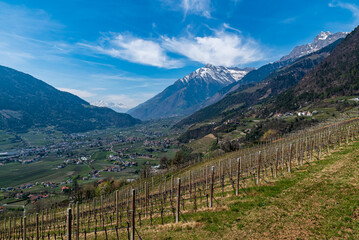 Fototapeta na wymiar Vineyard from tirolo village with a view to the alps