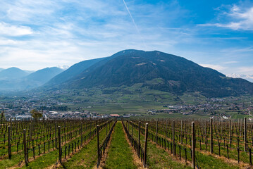 Fototapeta na wymiar A vineyard from tirolo village with mountains