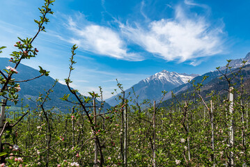 Apple orchard with a view to the alps