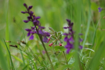 Blumen und ihre schönheit und -farben