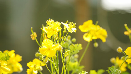 A great(er) celandine, a tetterwort, Chelidonium sinense. It boasts yellow flowers along the river.