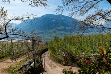 Vineyards and apple plantations of tirolo village
