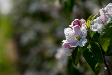 A flowering apple tree in spring