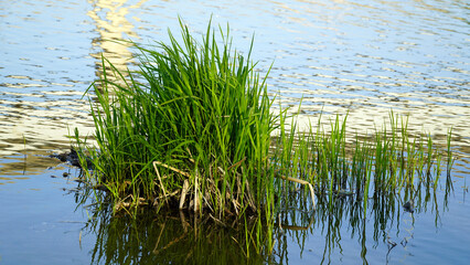 The water plants of the Han River, the smooth water color, and the blue lump of water plants harmonize.